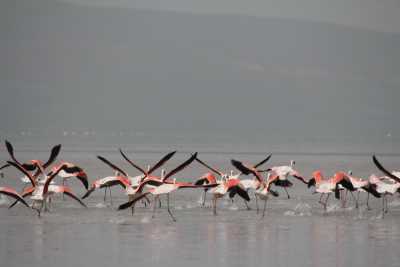 Erçek Gölü Kuş Gözlemciliği